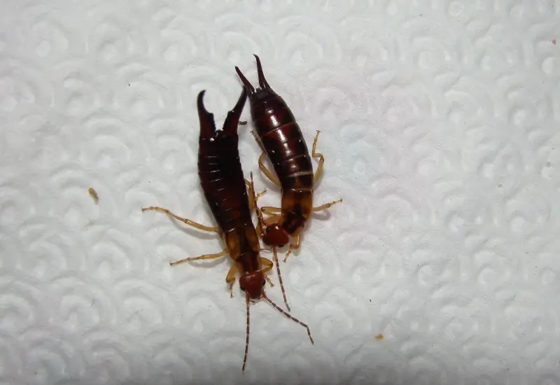 A male earwig on the left side of a female earwig in the San Francisco Bay Area