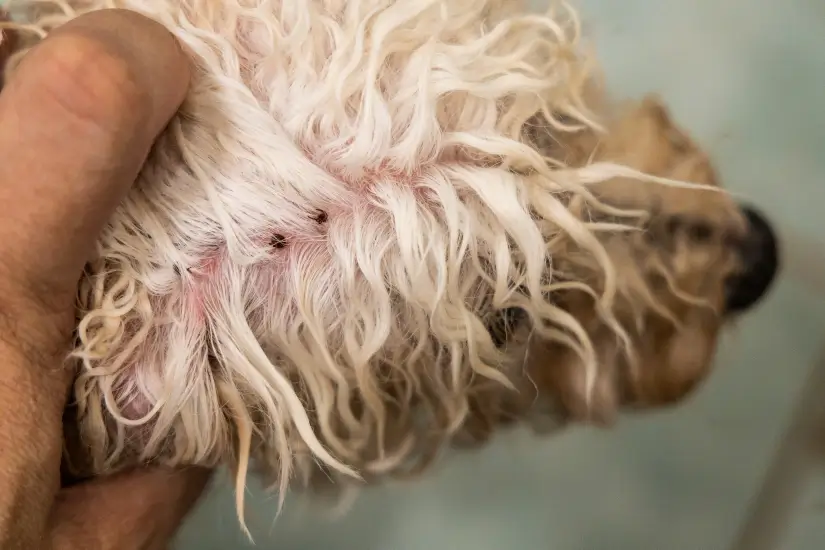 Flea bites on a dog in the San Francisco Bay Area