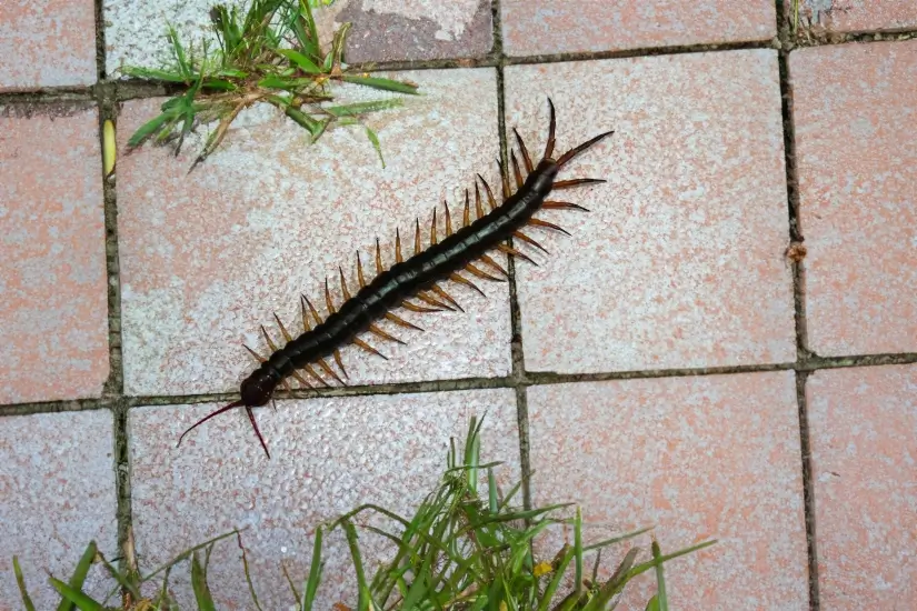 A large centipede perched on a tiled floor in a San Francisco Bay Area backyard