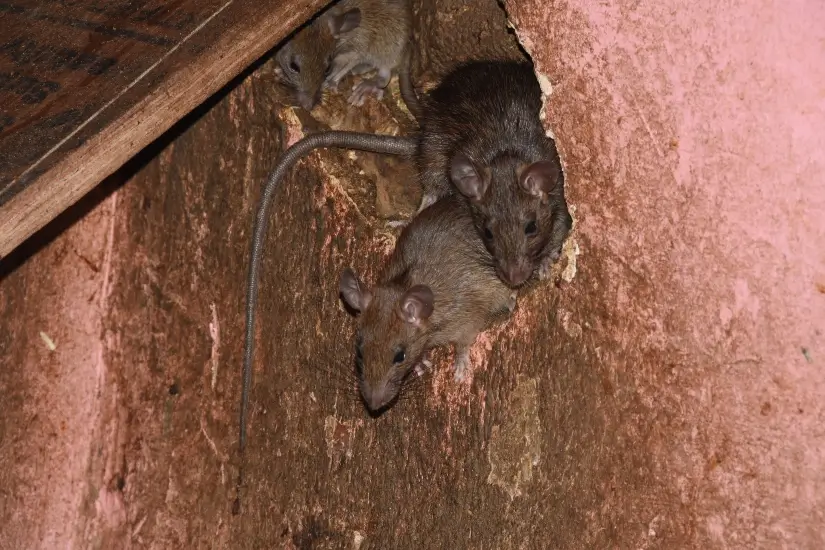 Mice in a home in the San Francisco Bay Area