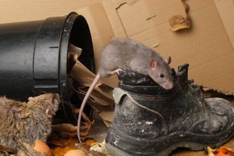 rodent-infestations