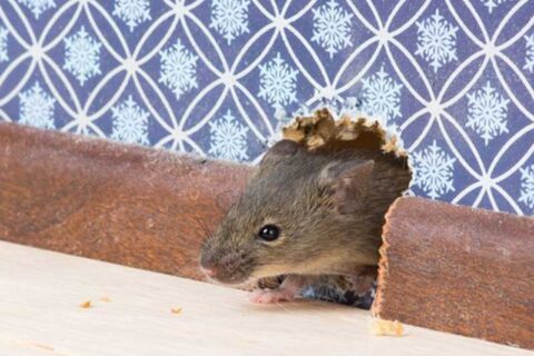 rodent-prevention
