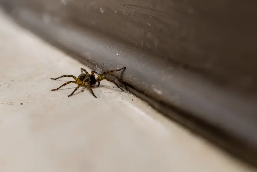 Spider control in the San Francisco Bay Area