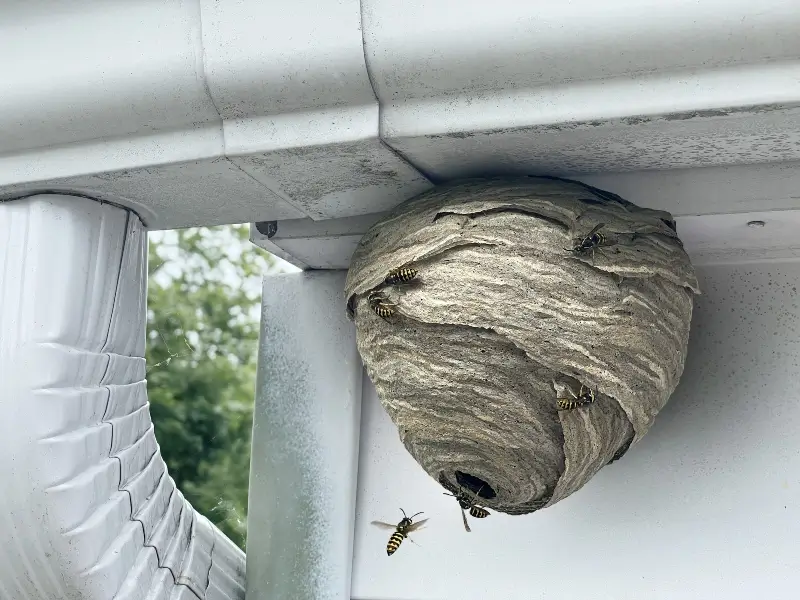 A wasp nest on a home in the San Francisco Bay Area