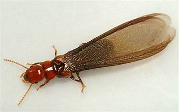 pacifi-dampwood-termite