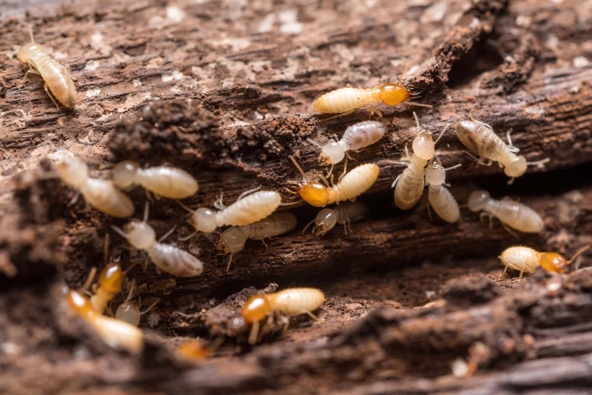 subterranean-termite