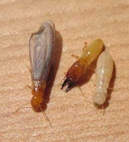 western-drywood-termite