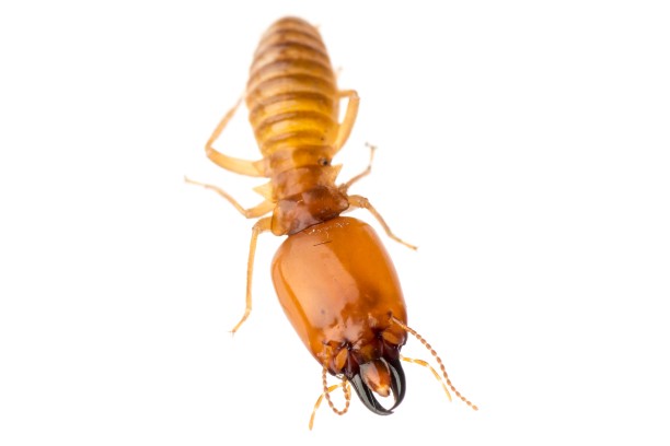 isolated termite