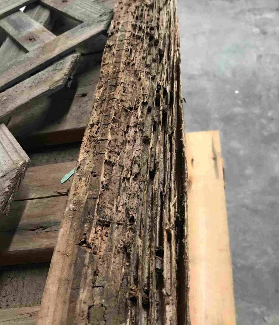 Termite-infested wood with visible structural damage at a Bay Area, CA home.