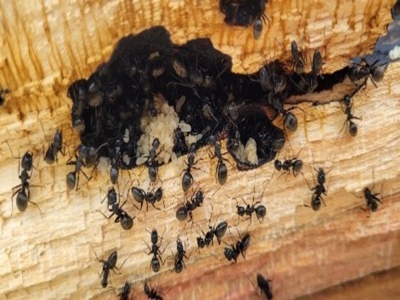 carpenter-ants