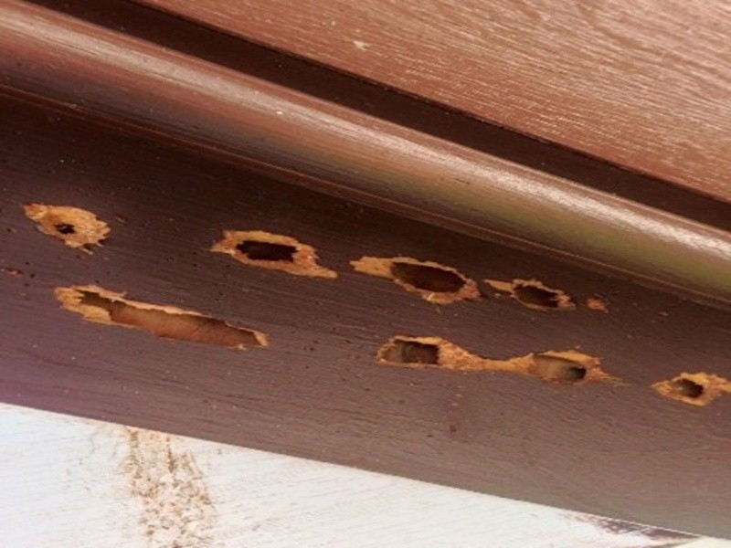 carpenter-bees