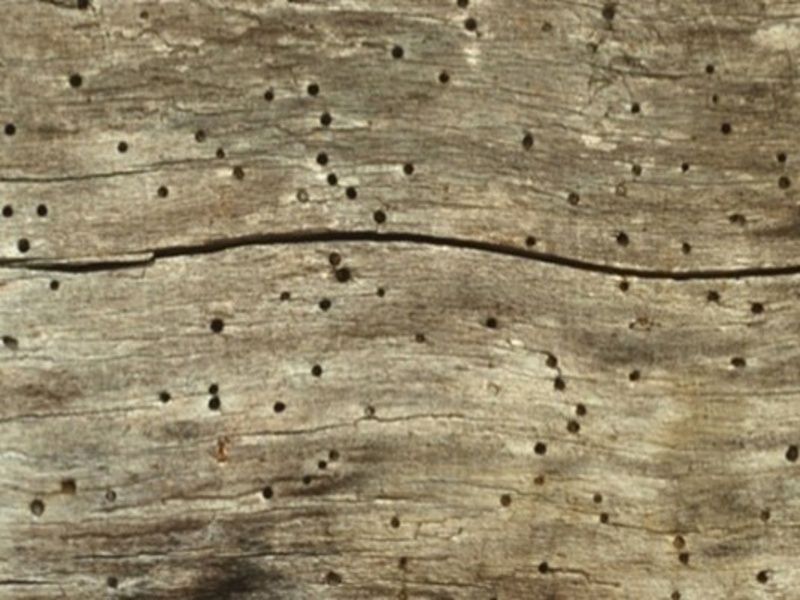 powderpost-beetles