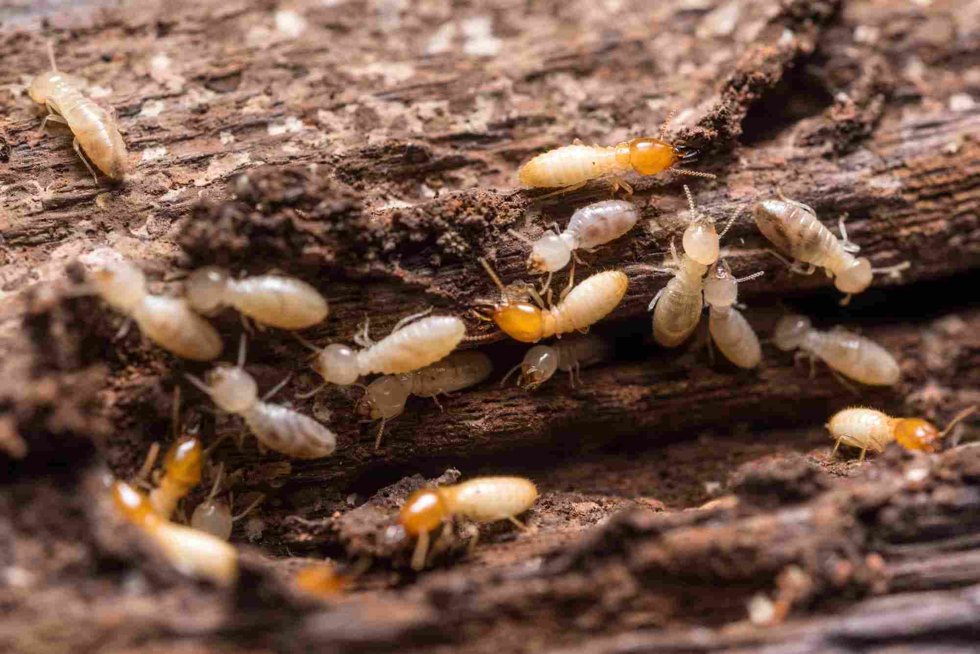Subterranean termites infest home wood structures in the Bay Area, CA
