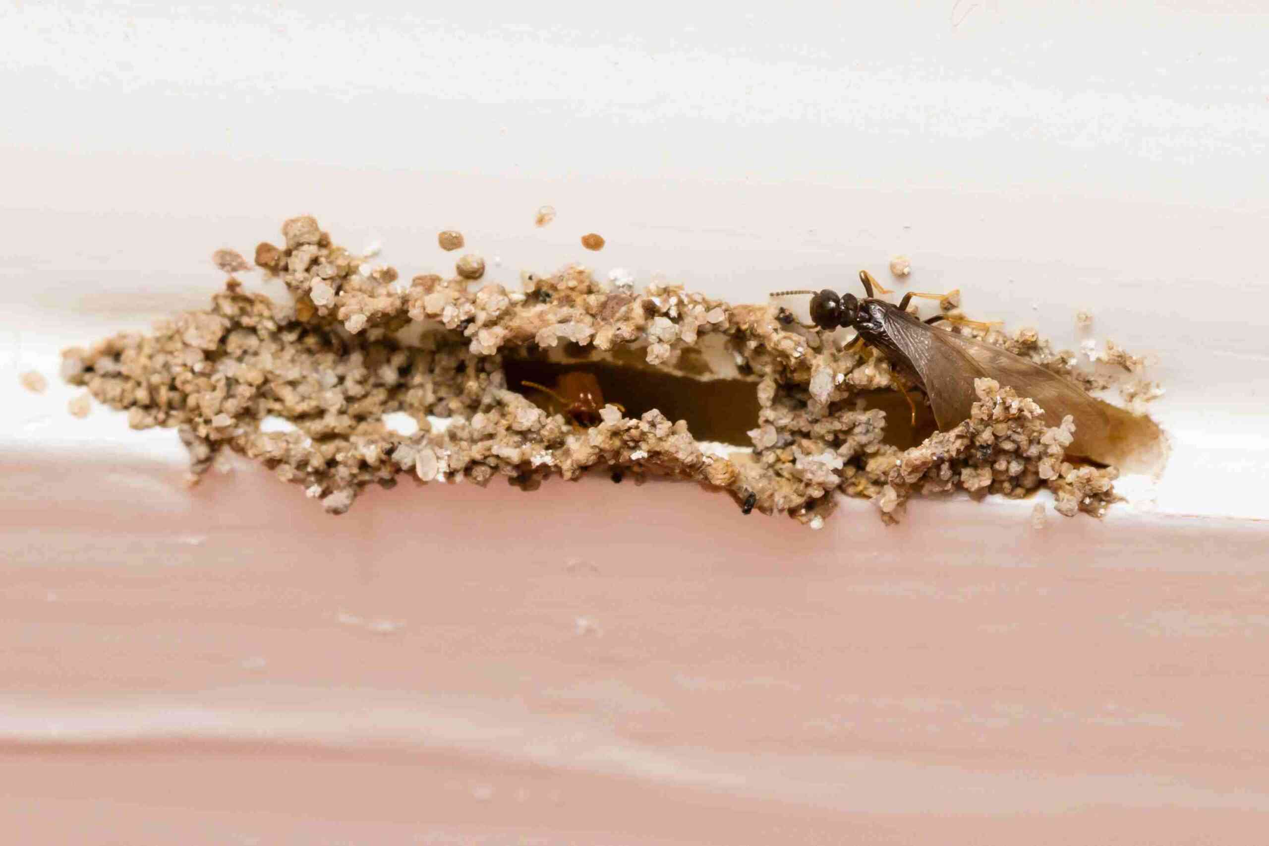 Termite reinfestation tunnel in Bay Area, CA home showing visible damage and the need for treatment.
