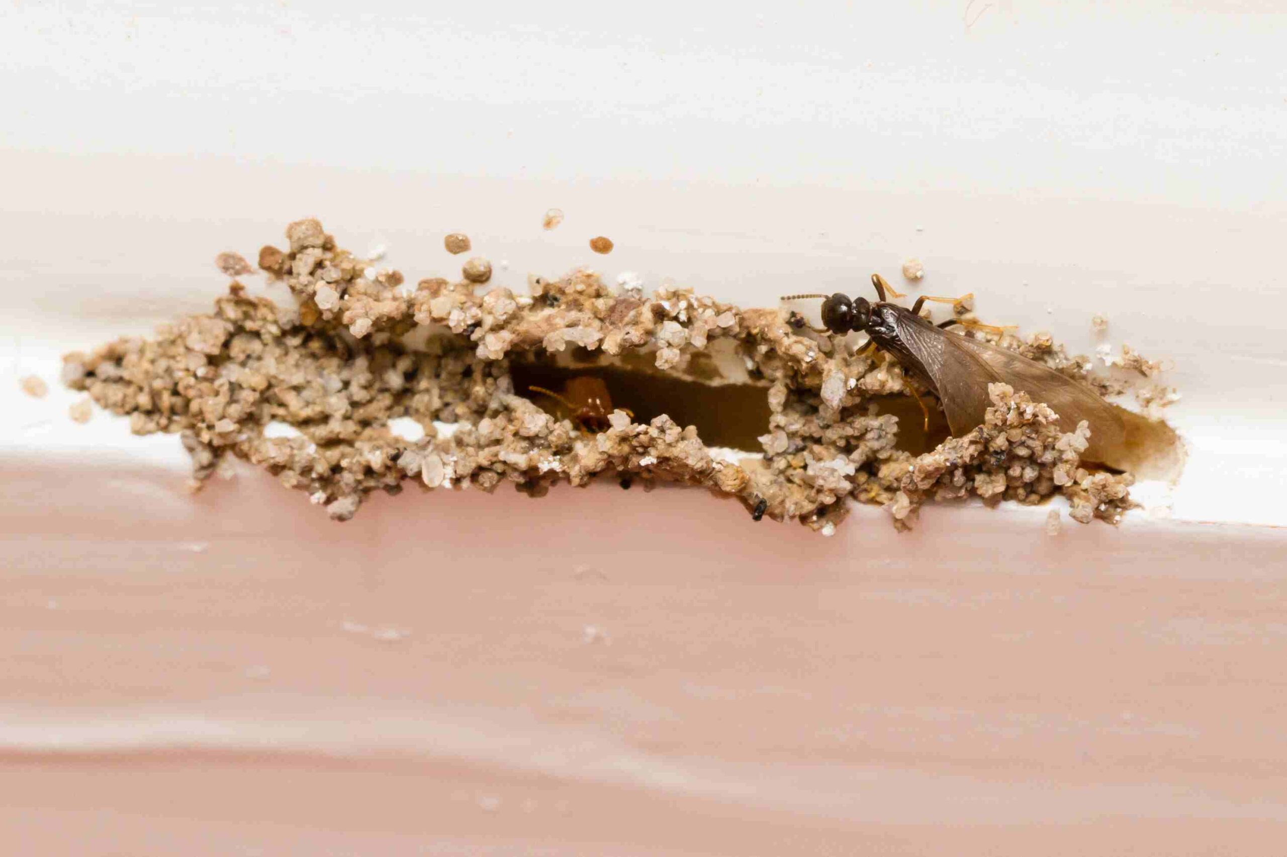 Prevent Termites from Returning After Treatment