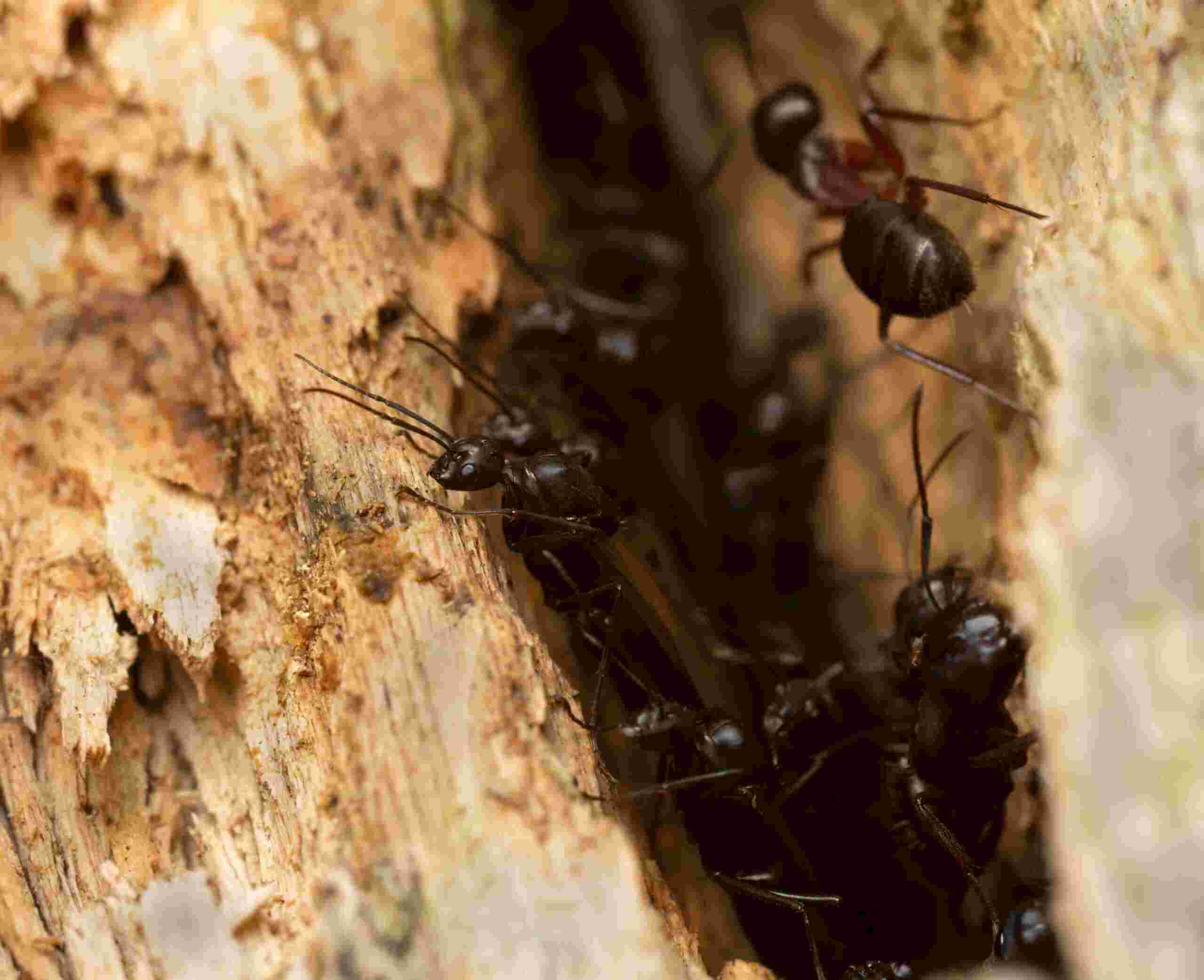 Carpenter ants nesting in decaying wood inside a Bay Area, CA home, causing structural damage. 