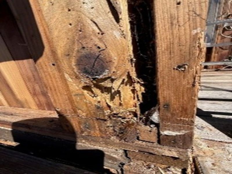 wood-eating-termite