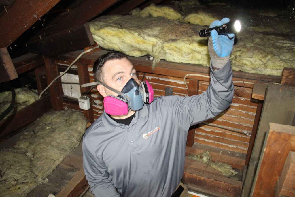 A technician is inspecting the attic for termite activity and damage in a house in the Bay Area, CA.