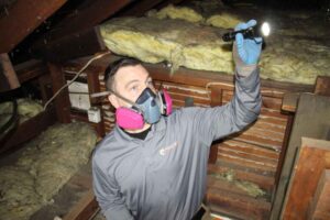 A technician is inspecting the attic for termite activity and damage in a house in the Bay Area, CA.
