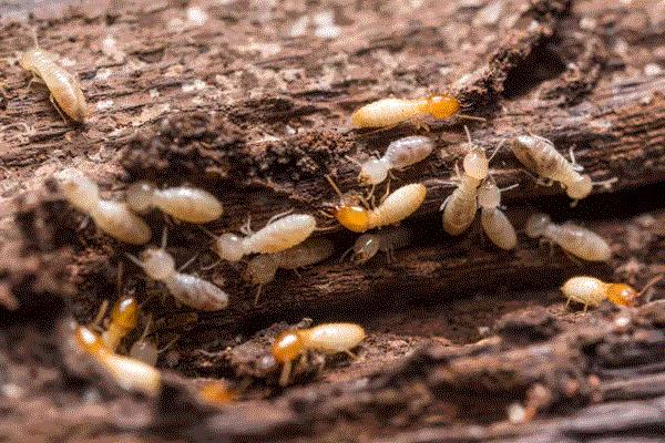 Subterranean termites are damaging wooden structures in a residential home in the Bay Area, CA.