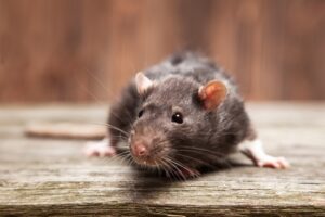 Rat causing rodent infestation inside a Bay Area, CA home, posing serious health risks for residents
