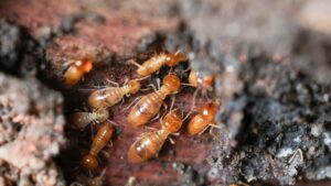 A close‑up view of termites clustered on a damaged wooden surface in the Bay Area, CA, home