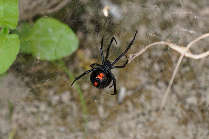 Spider on web close-up highlighting venom risks and pest awareness in the Bay Area, CA