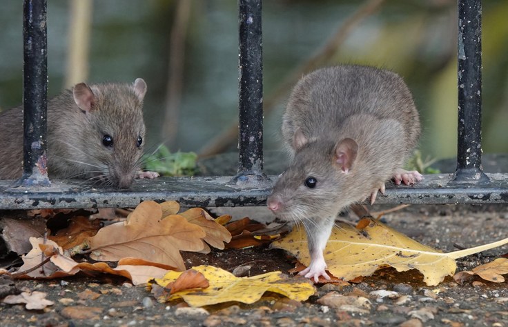 Rats near urban fence highlighting rodent infestation in major U.S. cities