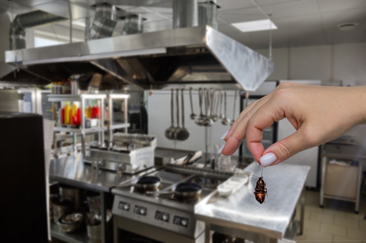 Pest found in commercial kitchen, showing the need for business pest control in the Bay Area, CA